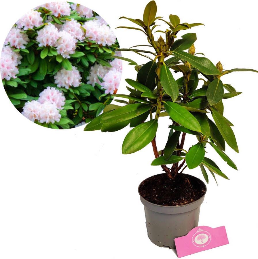 Boomkwekerij Schramas Rhododendron Cunningham s White Witte bloemen – Hoogte 40 50cm – 1 5 liter pot