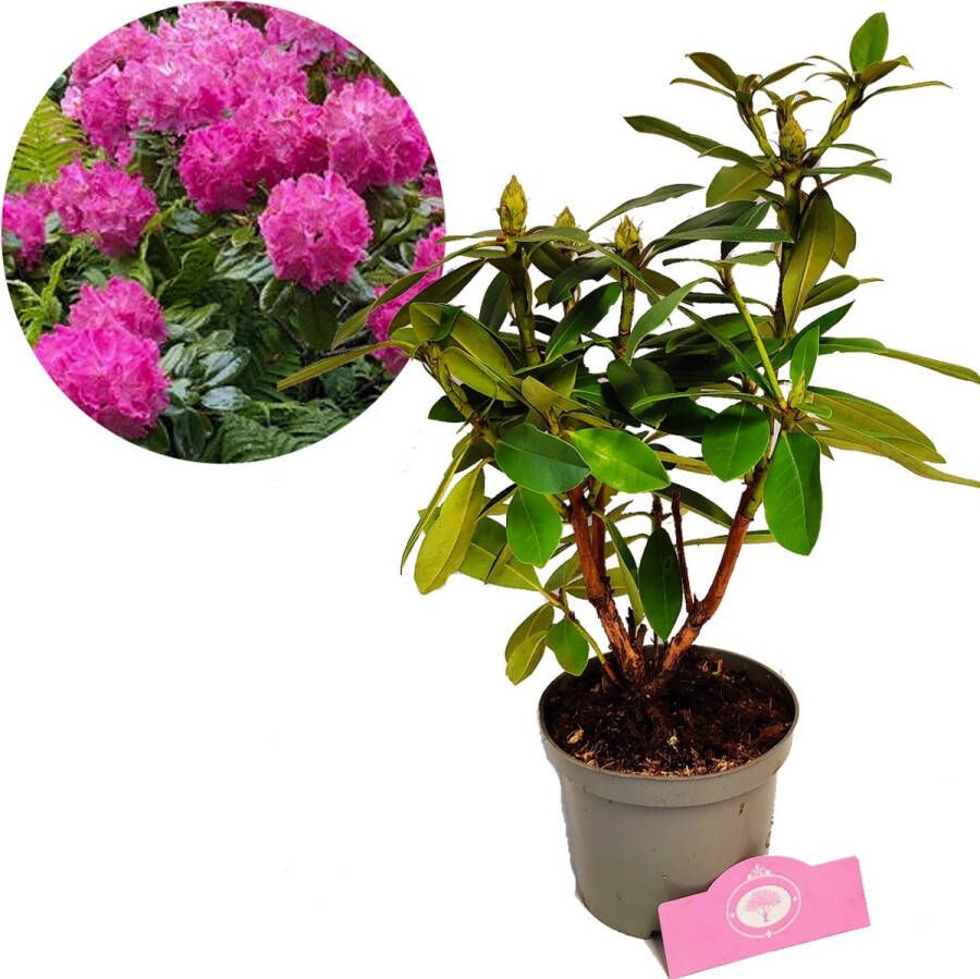 Boomkwekerij Schramas Rhododendron Germania Roze bloemen – Hoogte 40 50cm – 1 5 liter pot