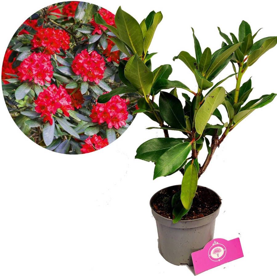 Boomkwekerij Schramas Rhododendron 'Markeeta's Prize' Rode bloemen Hoogte 40 50cm 1 5 liter pot