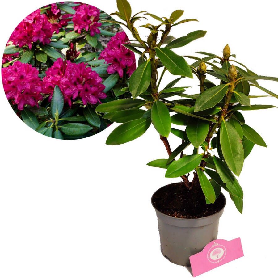 Boomkwekerij Schramas Rhododendron Polarnacht Donkerpaarse bloemen – Hoogte 40 50cm – 1 5 liter pot