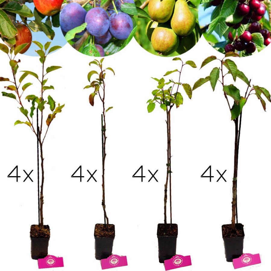Boomkwekerij Schramas Set van 16 fruitbomen 4x Appel 4x Peer 4x Kers 4x Pruim Hoogte 60cm 9cm pot Mix B