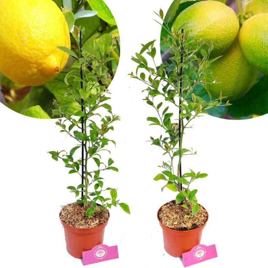 Boomkwekerij Schramas Set van 2 Citrus planten- Limoen & Citroen – Hoogte +60cm – 2 Liter pot