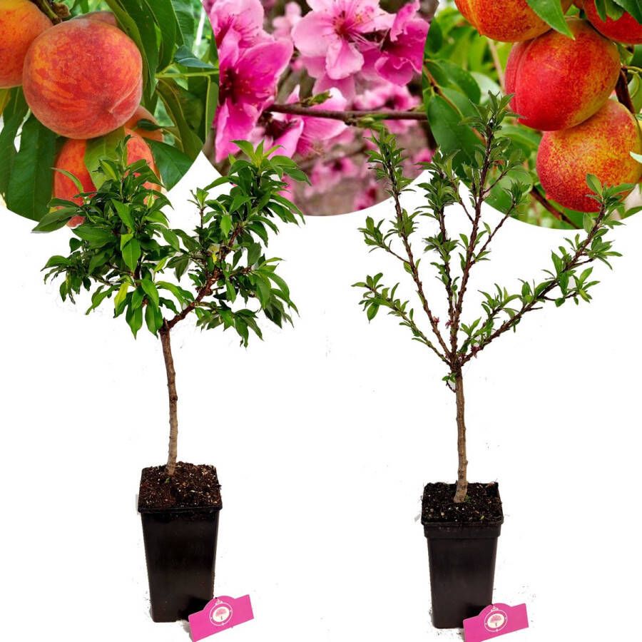 Boomkwekerij Schramas Set Van 2 Dwerg Fruitbomen – 1 Perzik 1 Nectarine – Exotisch Hoogte 60cm – 3 Liter Pot – Mix A