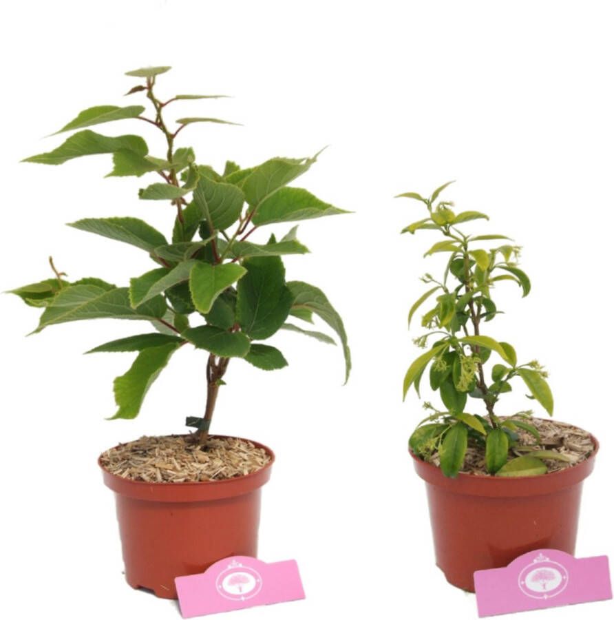 Boomkwekerij Schramas Set van 2 klimplanten – Atlas & jasminoides – 30 cm – 2 liter pot