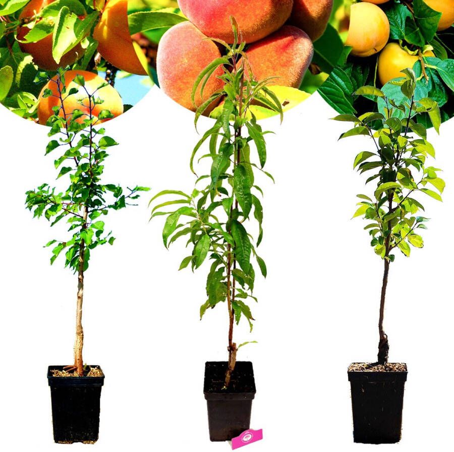 Boomkwekerij Schramas Set van 3 Exotische fruitbomen 1 Abrikoos 1 Perzik 1 Kaki Hoogte +100cm 5 Liter pot