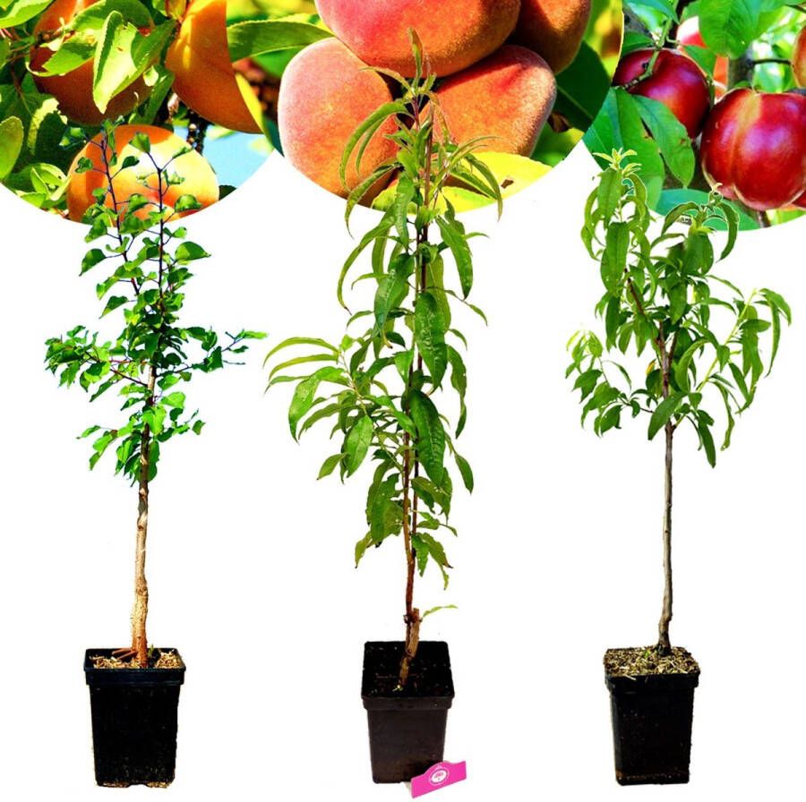 Boomkwekerij Schramas Set van 3 Exotische fruitbomen 1 Abrikoos 1 Perzik 1 Nectarine Hoogte +90cm 5 Liter pot Mix B