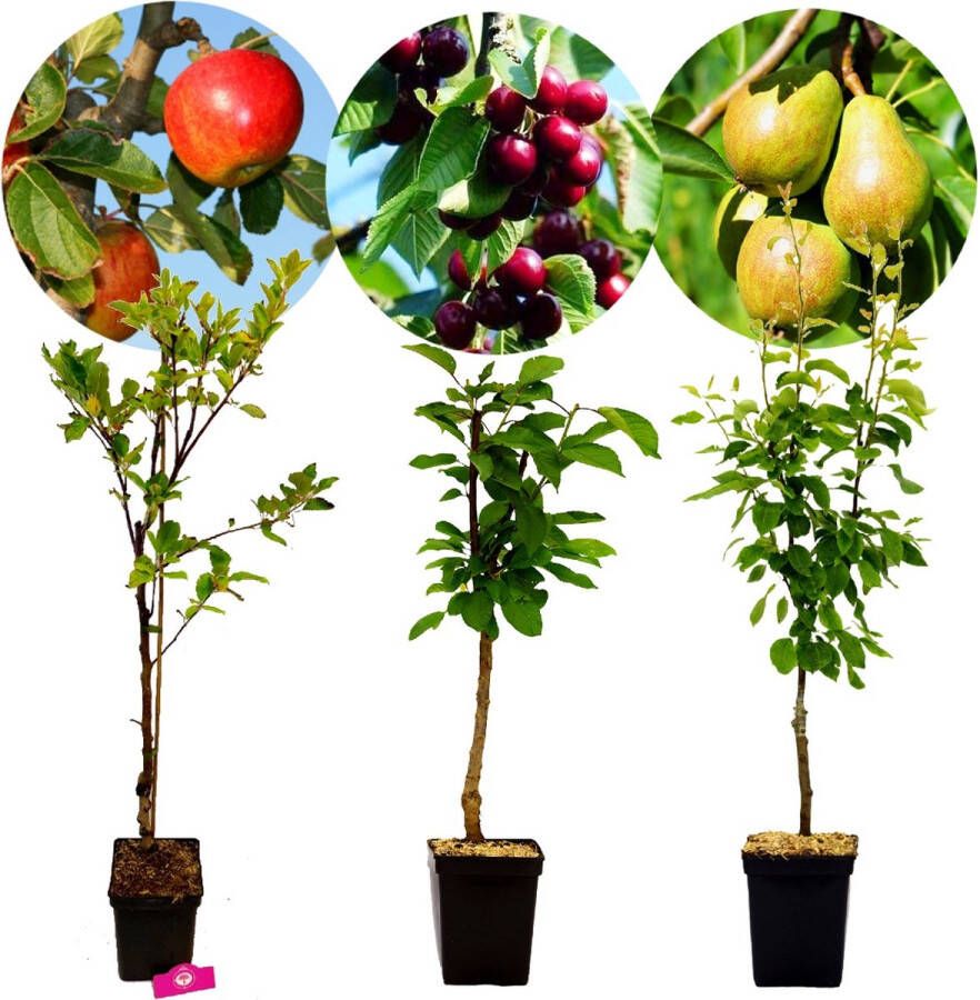 Boomkwekerij Schramas Set van 3 fruitbomen – 1 Appel 1 Peer 1 Kers – Hoogte +100cm – 5 Liter pot – Mix A