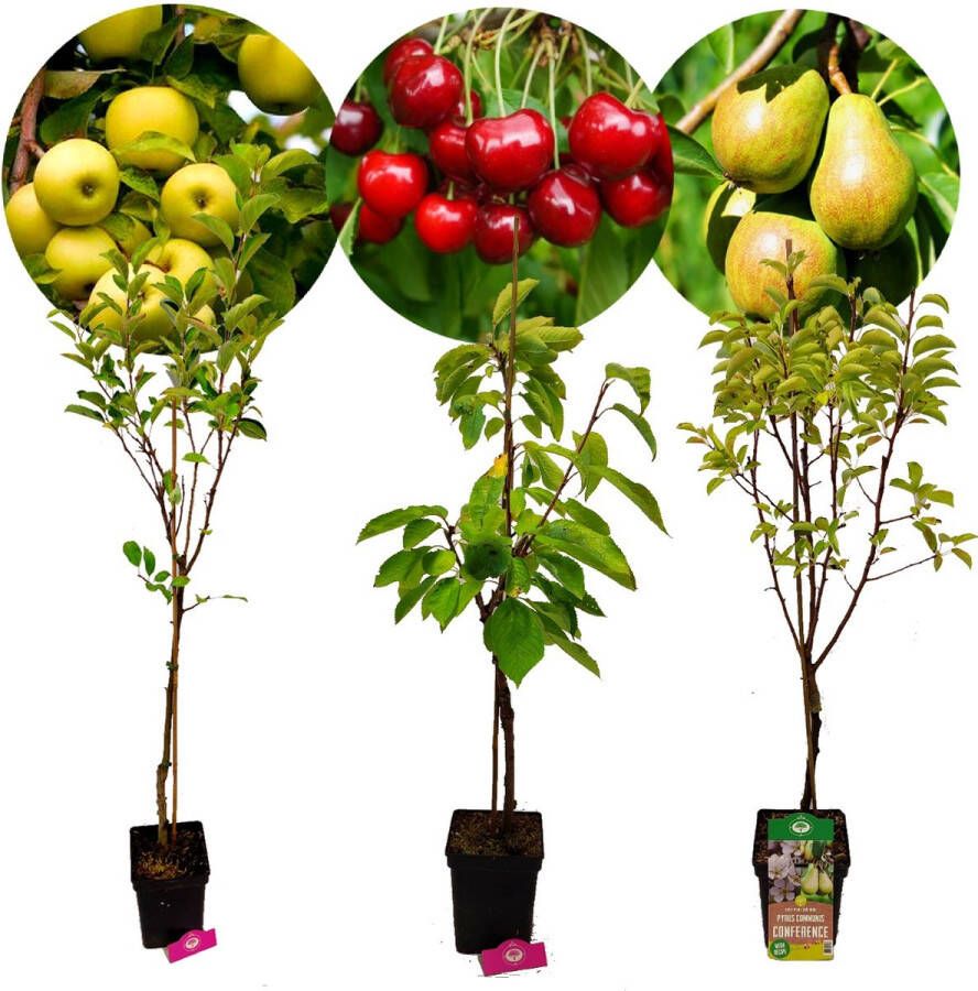 Boomkwekerij Schramas Set van 3 fruitbomen – 1 Appel 1 Peer 1 Kers – Hoogte +100cm – 5 Liter pot – Mix B