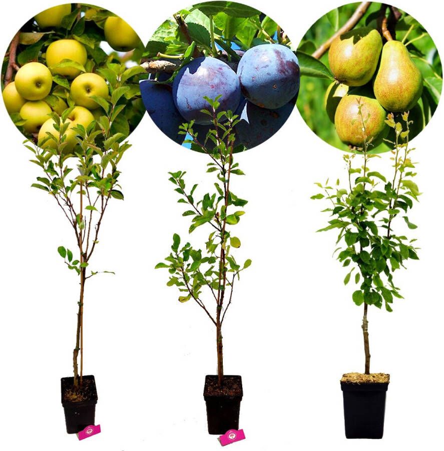 Boomkwekerij Schramas Set van 3 fruitbomen – 1 Appel 1 Peer 1 Pruim – Hoogte +100cm – 5 Liter pot – Mix C