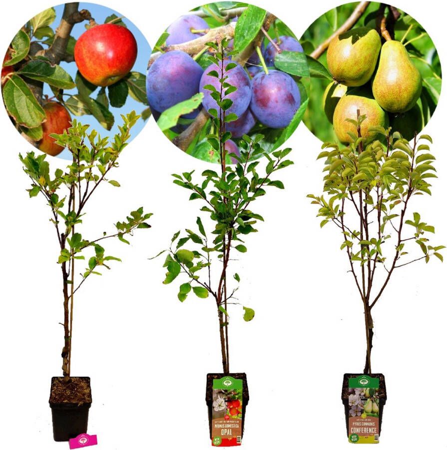 Boomkwekerij Schramas Set van 3 fruitbomen – 1 Appel 1 Peer 1 Pruim – Hoogte +100cm – 5 Liter pot – Mix D