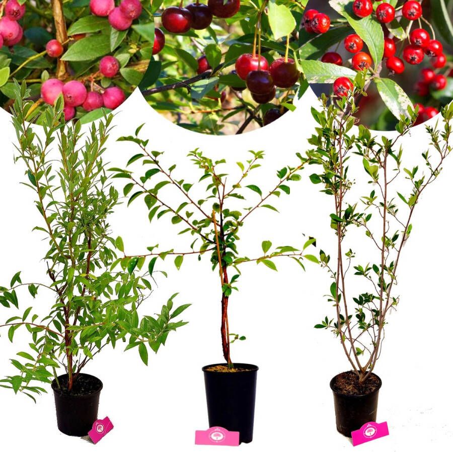 Boomkwekerij Schramas Set van 3 Grote fruitplanten 1 Roze bes 1 Appelbes 1 Kersenstruik Hoogte 80cm 2 3 Liter pot Mix A