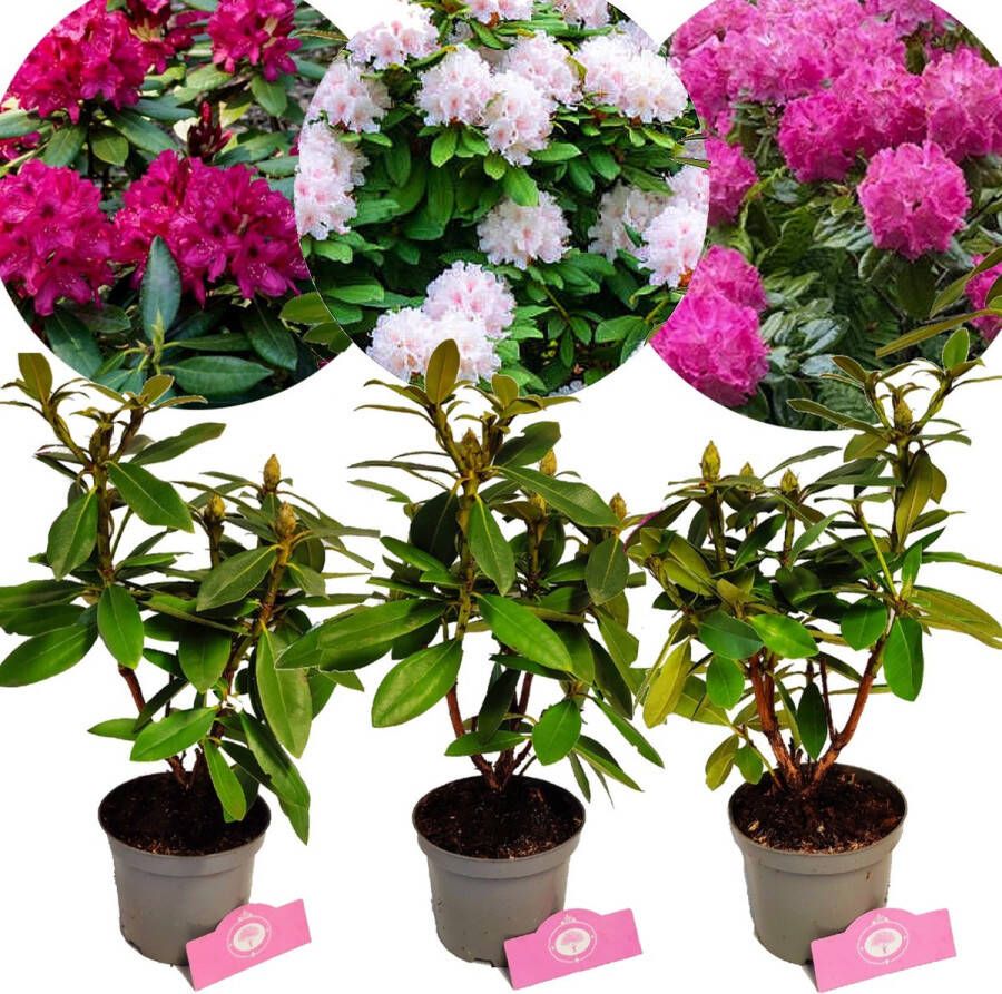Boomkwekerij Schramas Set van 3 Rhododendron – Polarnacht Cunningham s White Germania – Hoogte 40 50cm – 1 5 Liter pot