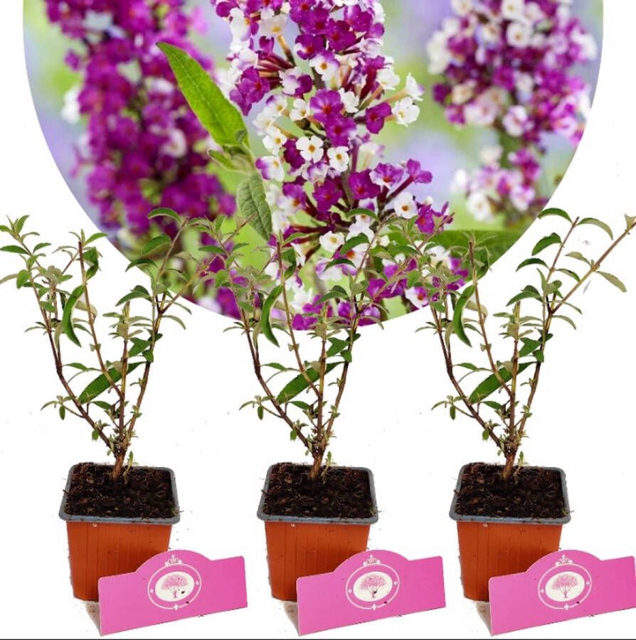 Boomkwekerij Schramas Set van 3 Vlinderstruiken Buddleja davidii 'Berries & Cream' Twee kleuren Hoogte 25cm 9cm pot