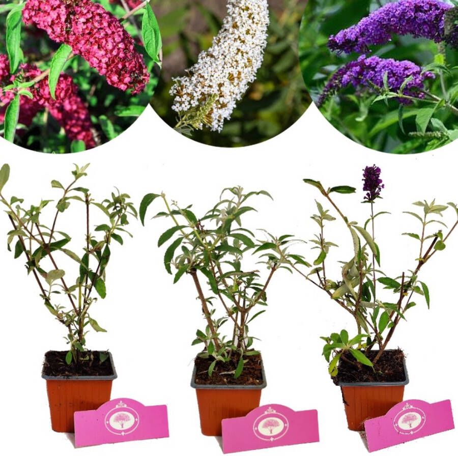 Boomkwekerij Schramas Set van 3 Vlinderstruiken Buddleja davidii Hoogte 25cm 9cm pot