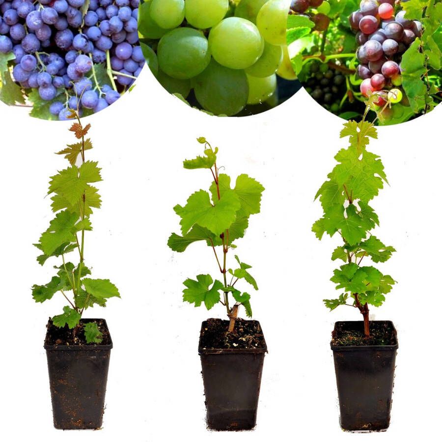 Boomkwekerij Schramas Set van 3 wijndruiven 'Chardonnay' 'Merlot' en 'Sauvignon' Hoogte 70cm Vitis vinifera Mix B