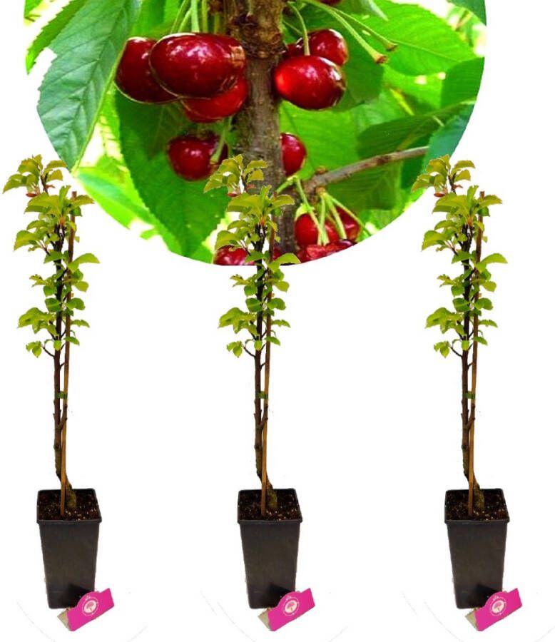 Boomkwekerij Schramas Set van 3 Zuilkersen 3x Prunus avium 'Boas' Zuilkers Hoogte +60cm 3L pot