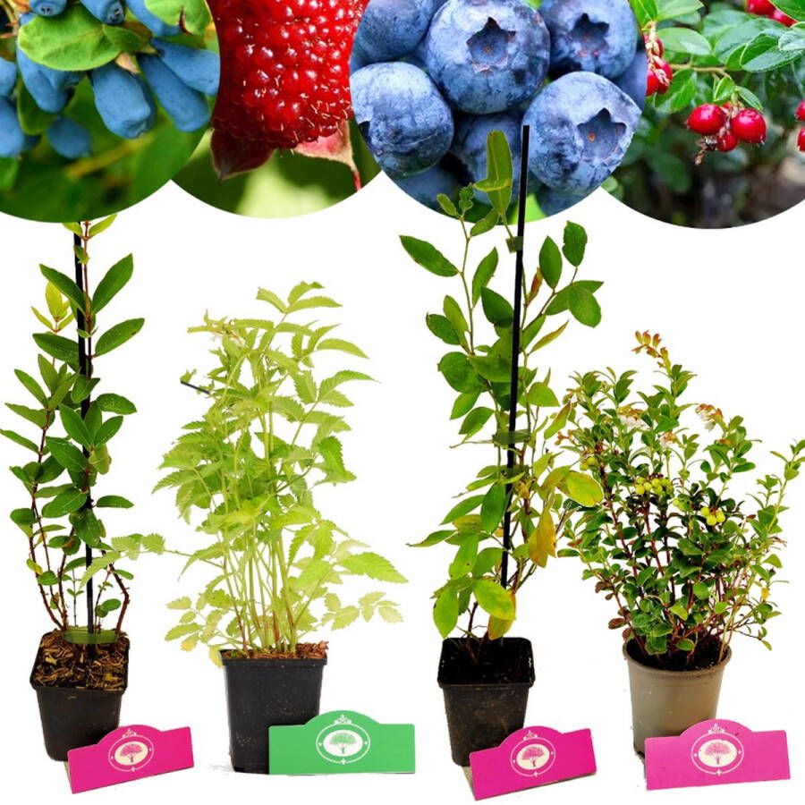 Boomkwekerij Schramas Set van 4 Fruitplanten – 1 Blauwebes 1 Vossenbes 1 Honingbes 1 Aardbei-framboos – Hoogte 15 30cm – 9cm pot – Mix A