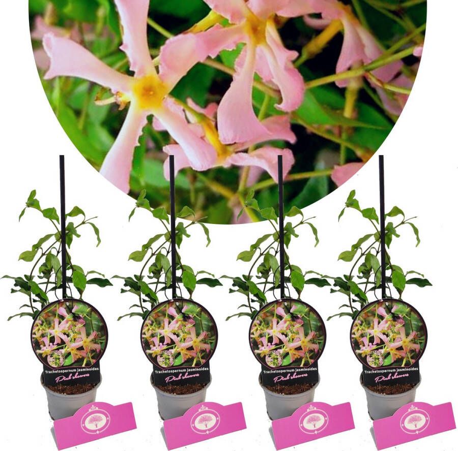 Boomkwekerij Schramas Set Van 4 'Pink Showers'- Trachelospermum jasminoides – Hoogte 25cm 9cm pot