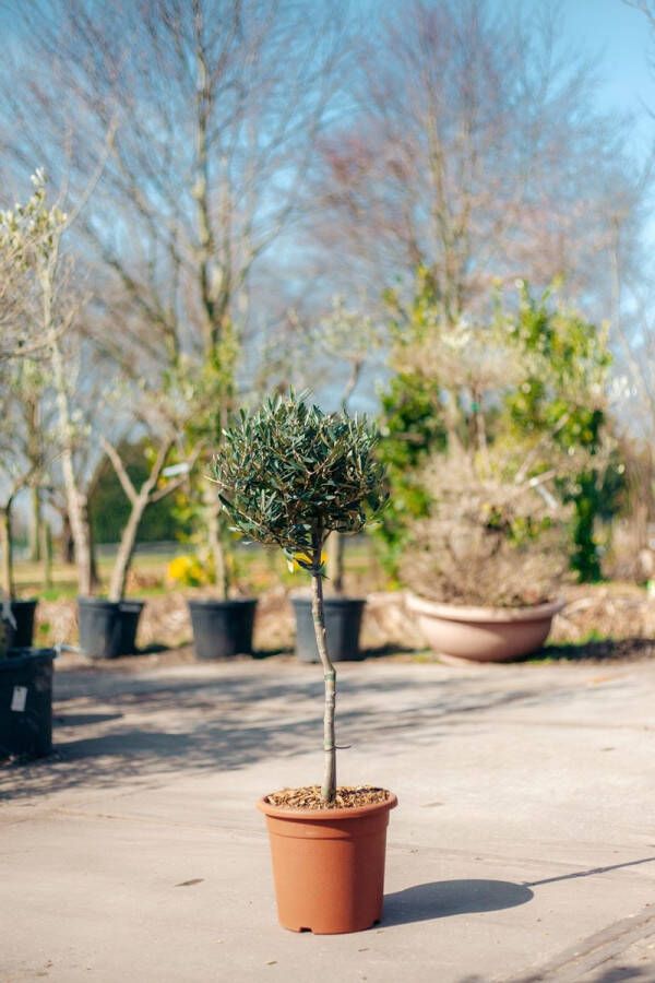 BoomNL.nl Olea europaea Olijfboom klein op stam 90 cm hoog