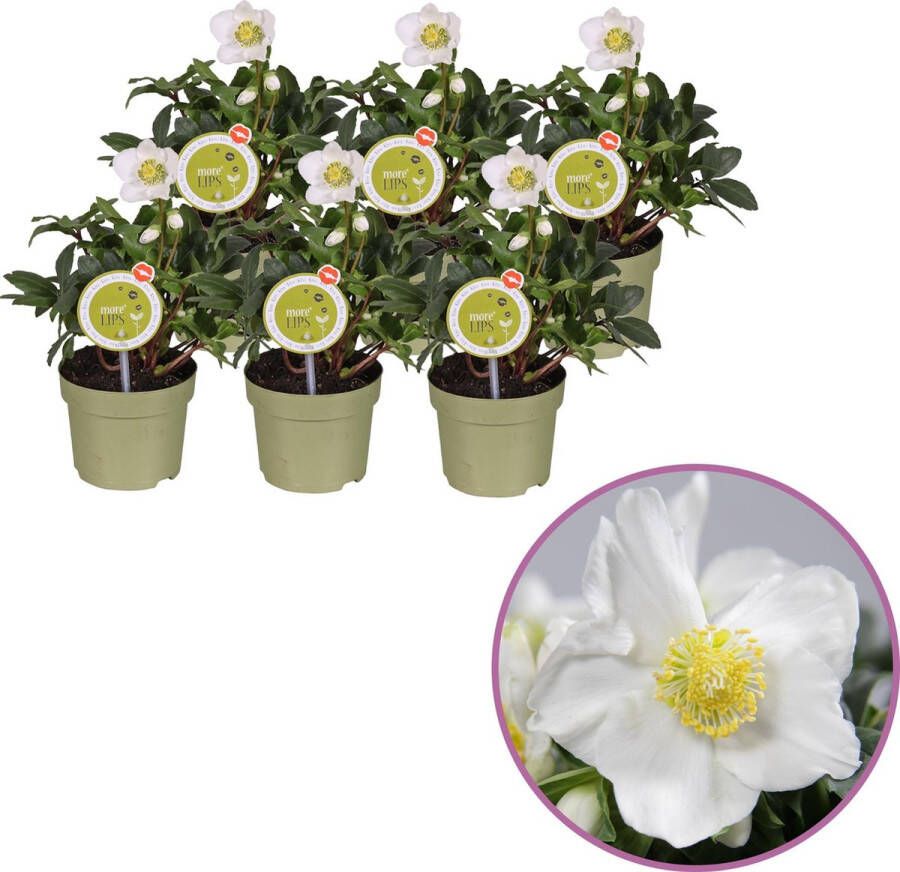 Boskoopse Fruitbomen 6x Helleborus niger 'Christmas Carol' XL potmaat 12cm hoogte 30-35cm kerstroos tuinplant winterhard