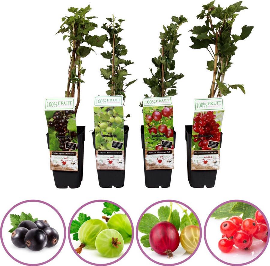 Boskoopse Fruitbomen Aalbes kruisbes fruitplanten mix zwarte rode groene rode bes set van 4 fruitplanten hoogte 50-60 cm