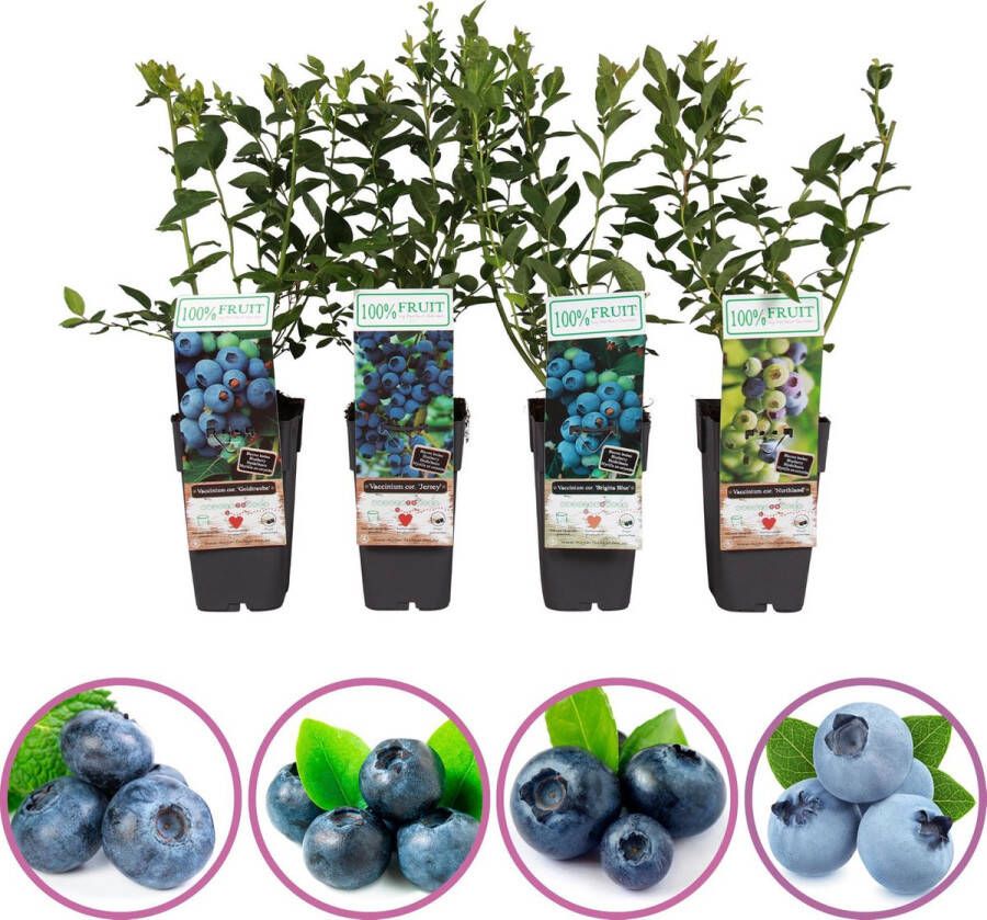 Boskoopse Fruitbomen Blauwe bessen fruitplanten mix set van 4 blauwe bosbessen hoogte 50-60 cm zelfbestuivend winterhard
