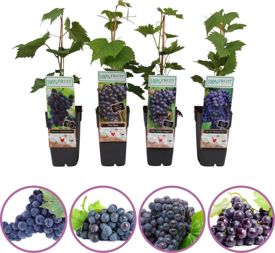 Boskoopse Fruitbomen Blauwe druiven fruitplanten mix set van 4 verschillende blauwe druiven hoogte 50-60 cm zelfbestuivend winterhard