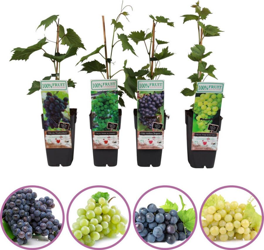 Boskoopse Fruitbomen Druiven fruitplanten mix set van 4 verschillende druiven 2 blauwe en 2 witte druiven hoogte 50-60 cm zelfbestuivend winterhard