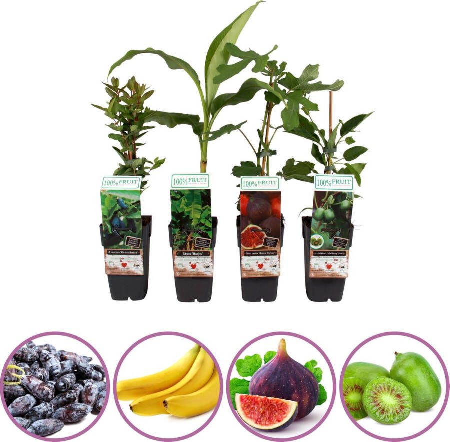 Boskoopse Fruitbomen Exotische fruitplanten mix set van 4 fruitplanten: kiwi vijg honingbes sierbanaan hoogte 50-60 cm