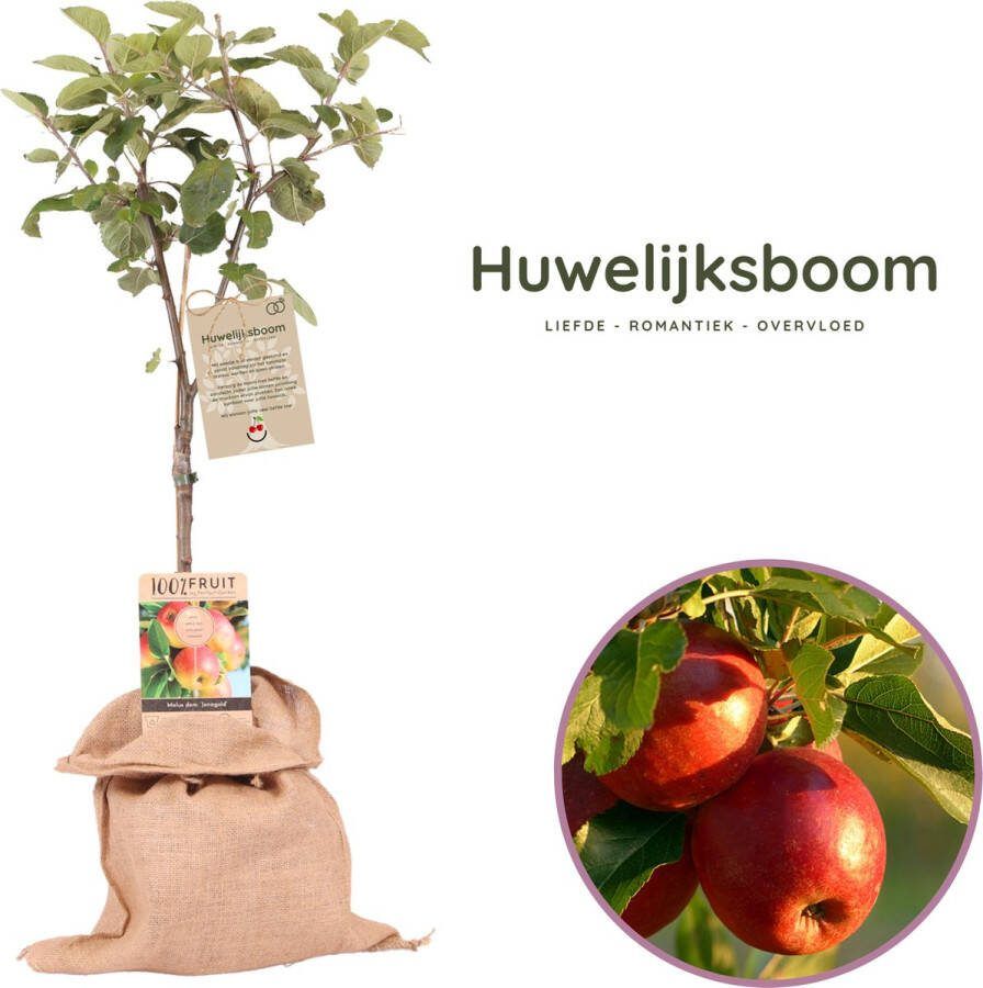 Boskoopse Fruitbomen Huwelijksboom origineel huwelijkscadeau appelboom Malus domestica Jonagold hoogte 70-95 cm 21 cm pot