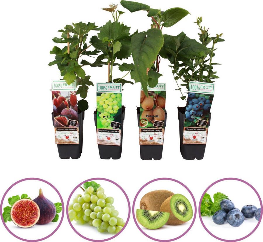 Boskoopse Fruitbomen Luxe fruitplanten mix set van 4 fruitplanten: vijg witte druif kiwi blauwe bosbes hoogte 50-60 cm
