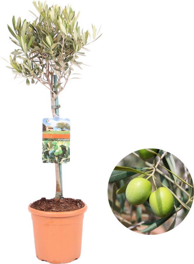 Boskoopse Fruitbomen Olijfboom Olea Europaea hoogte 80-95cm potmaat 19 winterharde olijfboom op stam