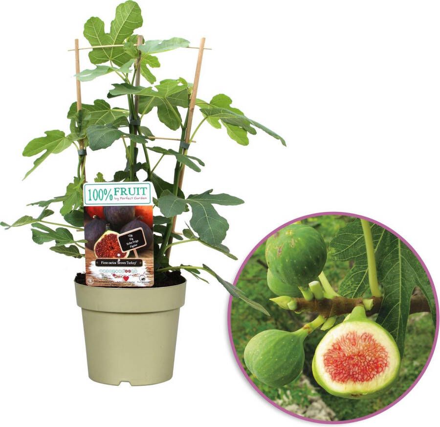 Boskoopse Fruitbomen Vijgenstruik Ficus carica 'Brown Turkey' fruitplant op rek hoogte 60-70cm