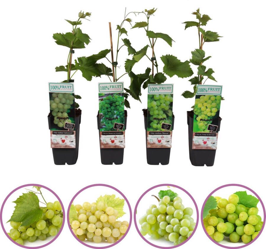 Boskoopse Fruitbomen Witte druiven fruitplanten mix set van 4 verschillende witte druiven hoogte 50-60 cm zelfbestuivend winterhard