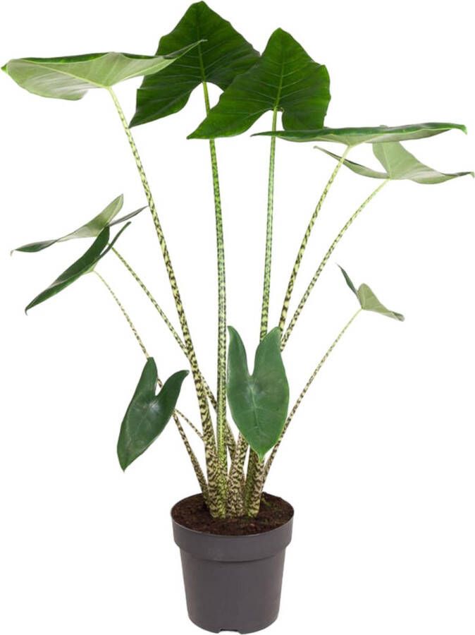 BOTANICLY Alocasia – Olifantsoor (Alocasia Zebrina) – Hoogte: 130 cm – van