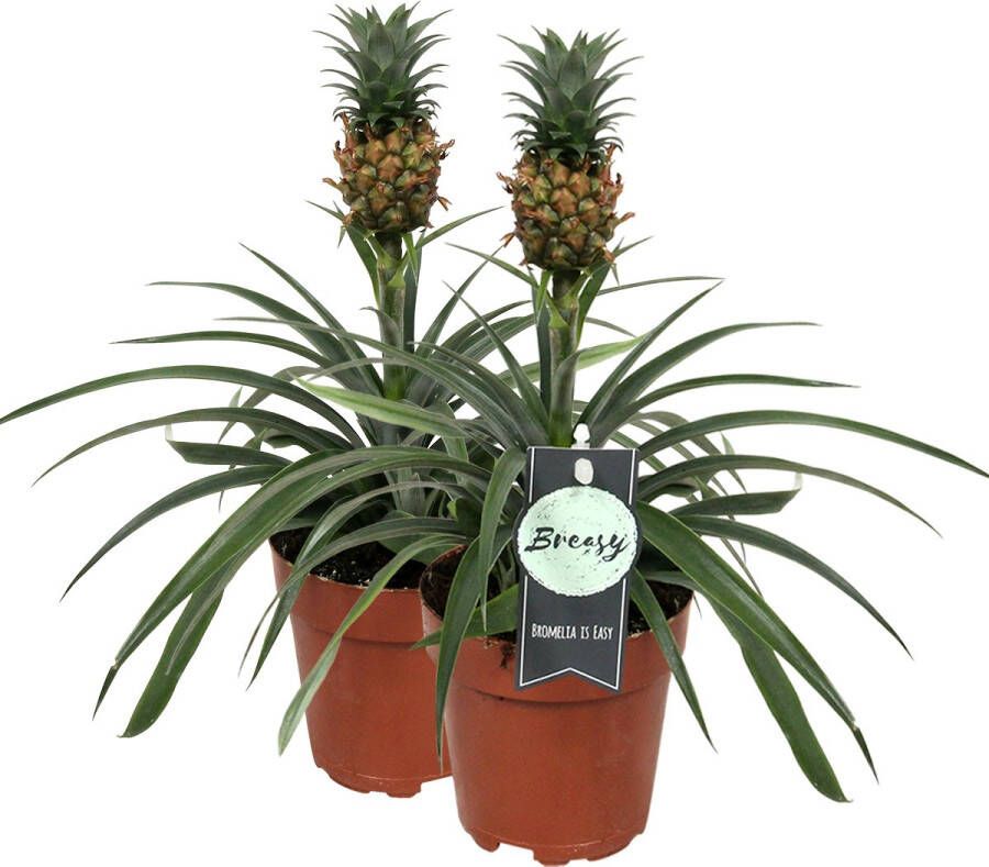 BOTANICLY Ananas (Ananas Comosus Corona) – Hoogte: 35 cm – Kamerplant van