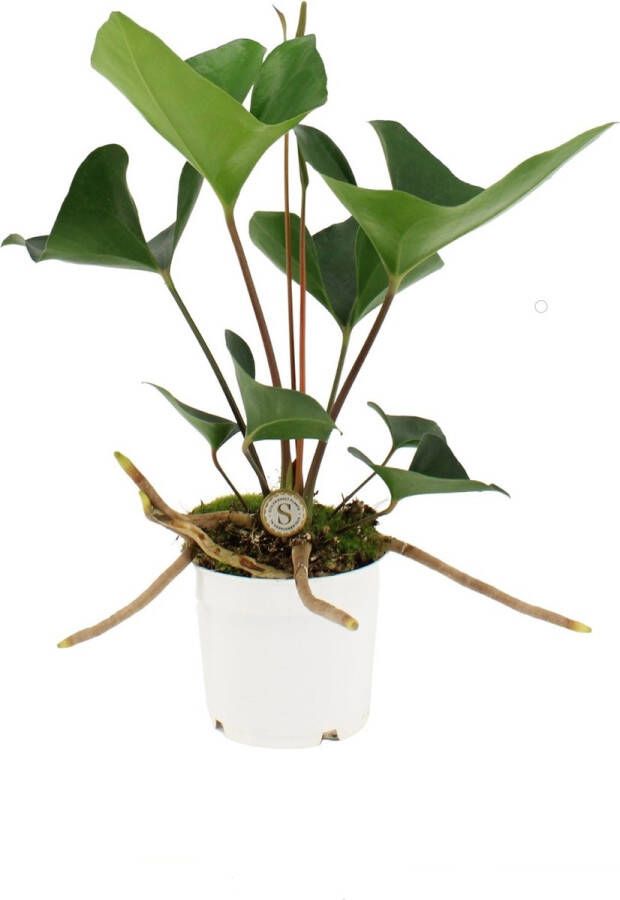 BOTANICLY Anthurium Arrow (Anthurium Arrow) – Hoogte: 40 cm – Kamerplant van