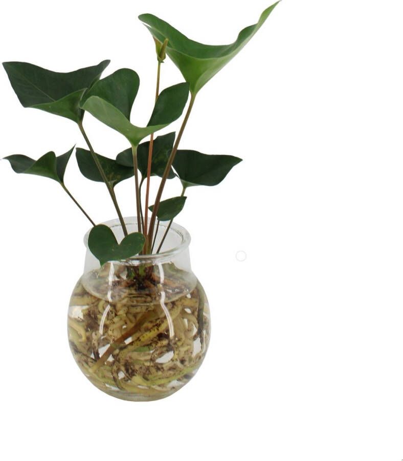 BOTANICLY Anthurium Arrow (Anthurium Arrow) met bloempot – Hoogte: 40 cm – Kamerplant van