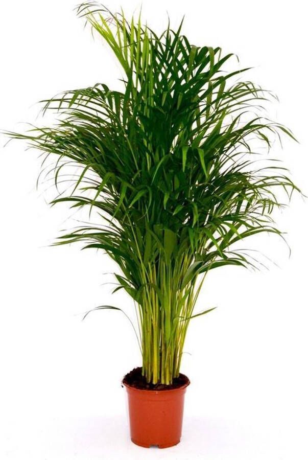 BOTANICLY Areca Palm Dypsis Chrysalidocarpus Lutescens Goudpalm 130cm↑ Potmaat Ø24cm Kamerplant