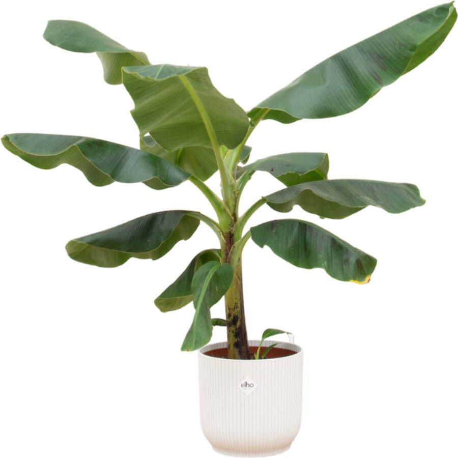 BOTANICLY Bananenplant – Bananen plant (Musa) met bloempot – Hoogte: 100 cm – van