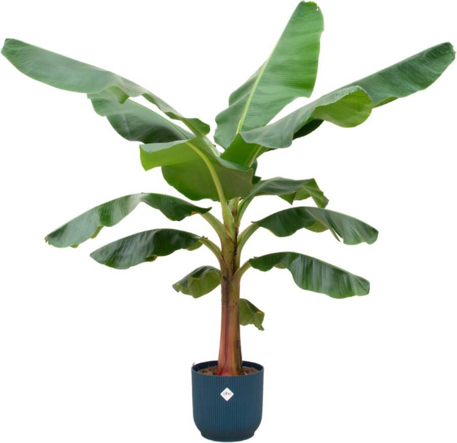 BOTANICLY Bananenplant – Bananen plant (Musa) met bloempot – Hoogte: 150 cm – van