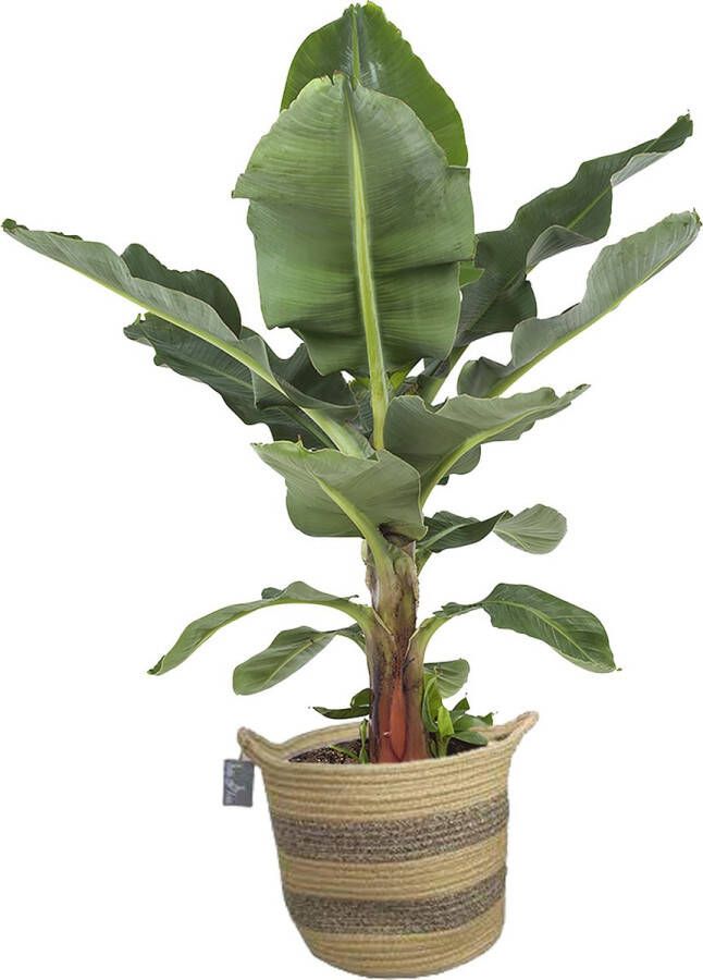 BOTANICLY Bananenplant (Musa Oriental Dwarf) met bloempot – Hoogte: 75 cm – Kamerplant van