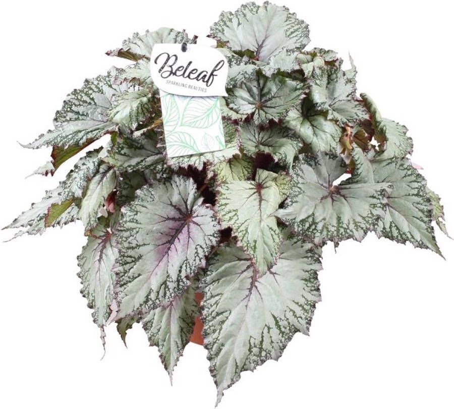 BOTANICLY Begonia – Stippenbegonia (Begonia Beleaf Asian Tundra) – Hoogte: 32 cm – van