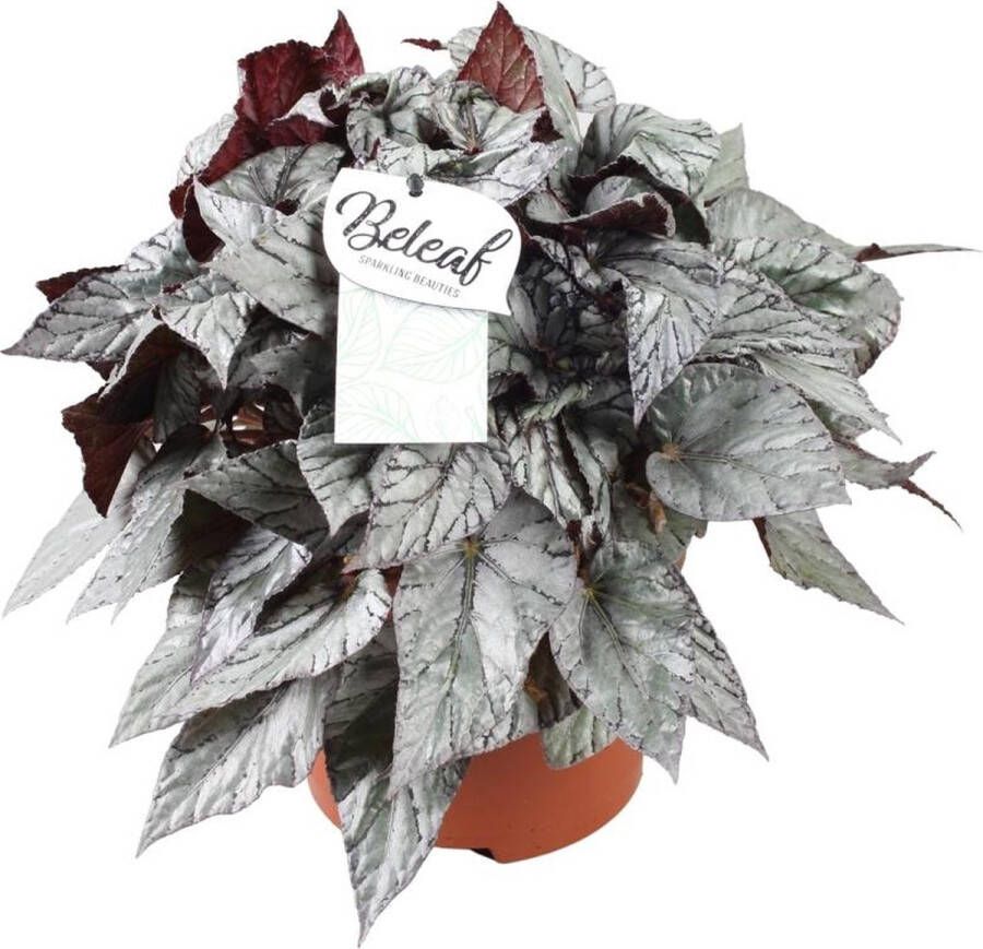 BOTANICLY Begonia – Stippenbegonia (Begonia Beleaf Evening Glow) – Hoogte: 32 cm – van