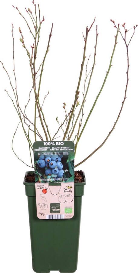 BOTANICLY Bessenplant – Blauwe bes (Vaccinium corymbosum Brigitta Blue) – Hoogte: 50 cm – van