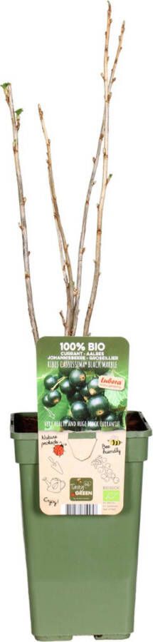 BOTANICLY Bessenplant – Kruisbes (Ribes) – Hoogte: 50 cm – van
