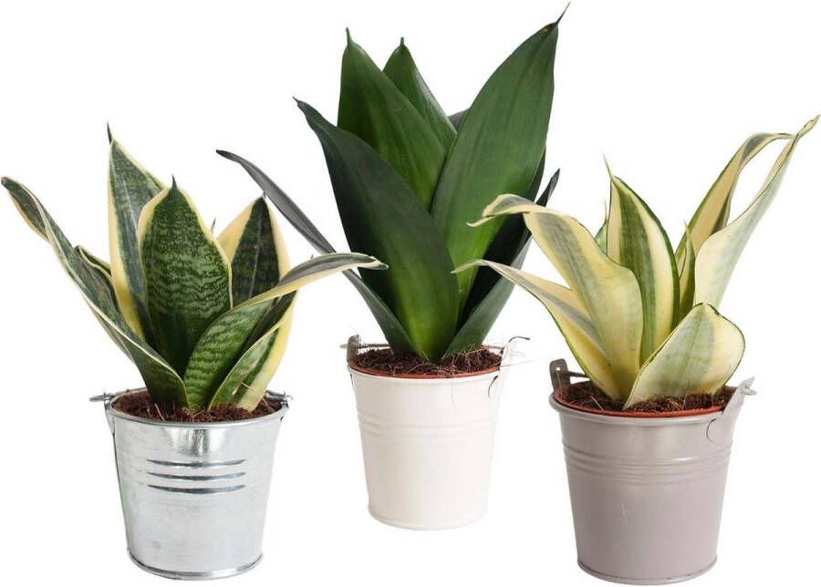 BOTANICLY Bomen van – 3 × Vrouwentongen – Hoogte: 15 cm – Sansevieria