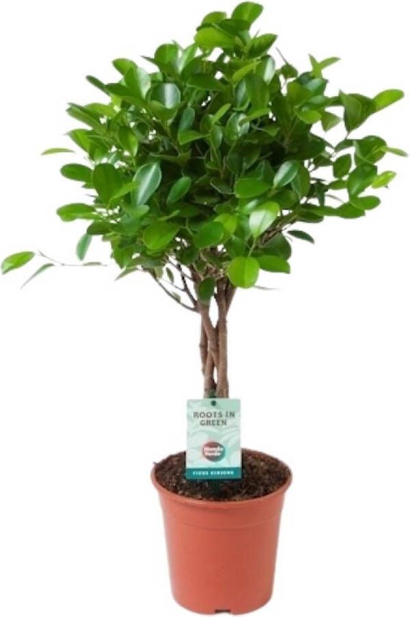 BOTANICLY Bonsai – Chinese Vijg (Ficus Microcarpa Moclame) – Hoogte: 70 cm – van