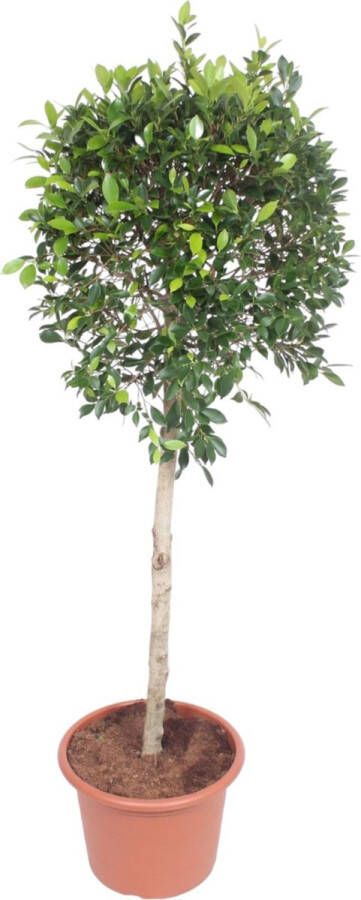 BOTANICLY Bonsai – Vioolplant (Ficus Nitida) – Hoogte: 170 cm – van