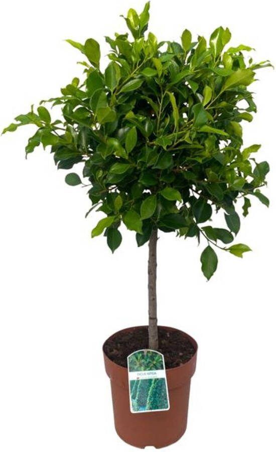 BOTANICLY Bonsai – Vioolplant (Ficus Nitida) met bloempot – Hoogte: 90 cm – van